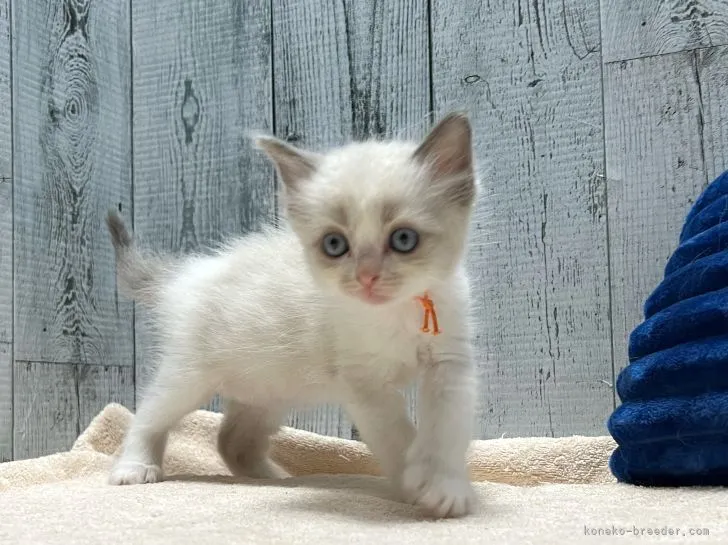 ID:2205-00546の子猫