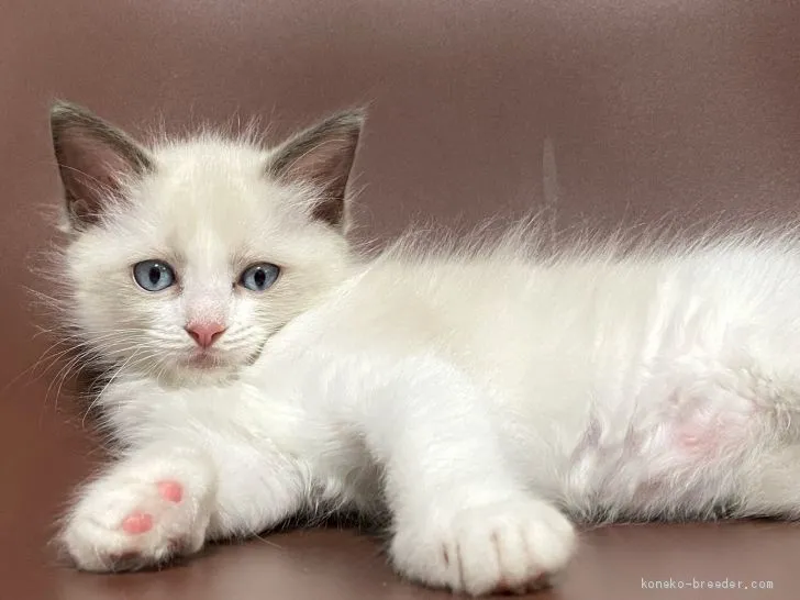 しおり 様のお迎えした子猫