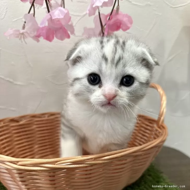 ID:2403-01002の子猫