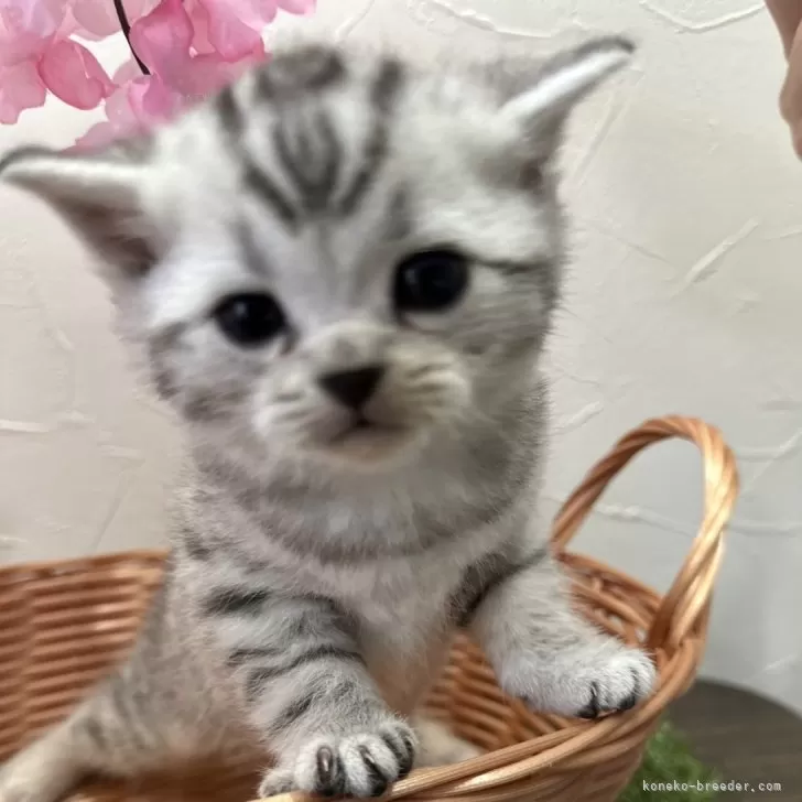 ID:2403-01000の子猫