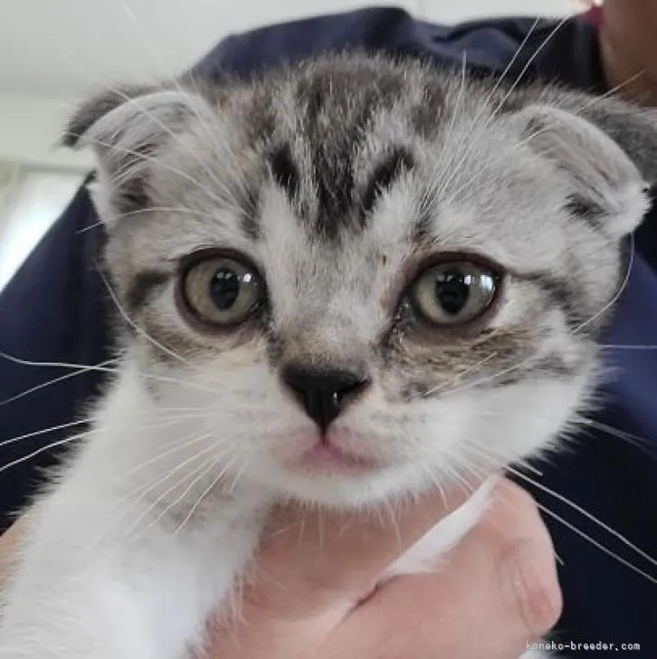 ID：2206-02318の子猫
