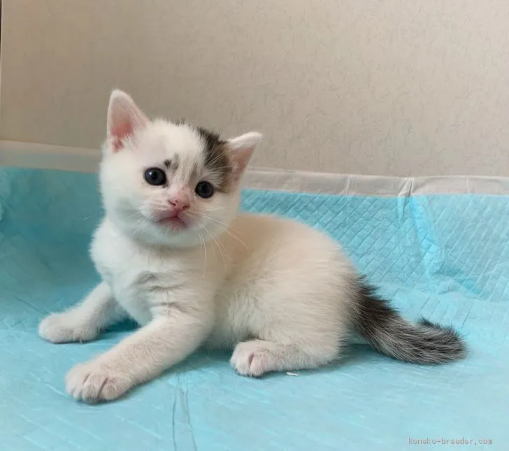 ID:2010-00142の子猫