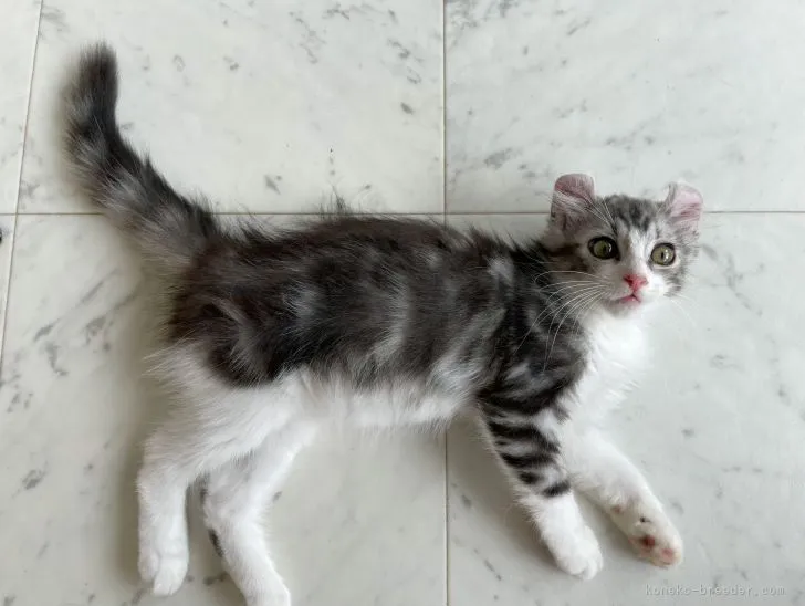 ID:2106-01928の子猫