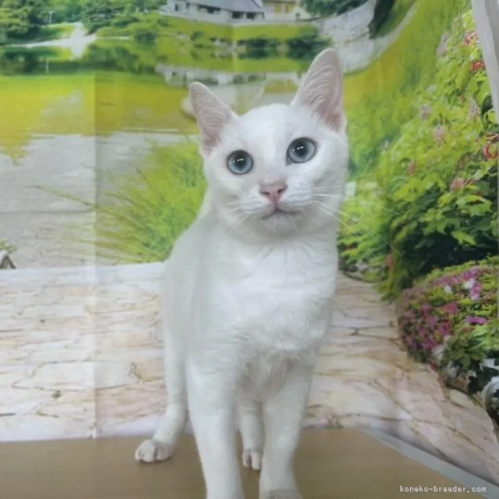 ID:2207-01363の子猫