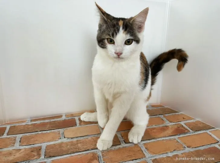 ID:2110-01557の子猫