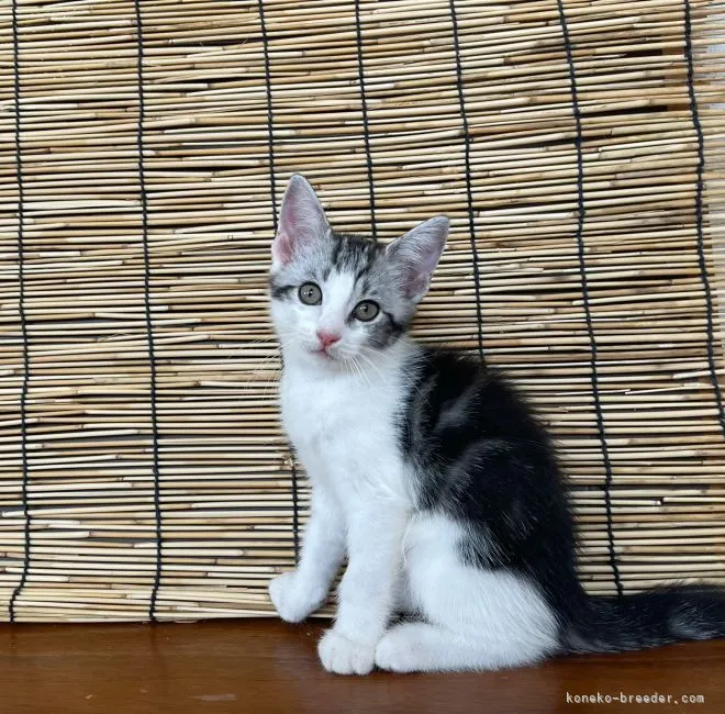 ID:2108-01952の子猫