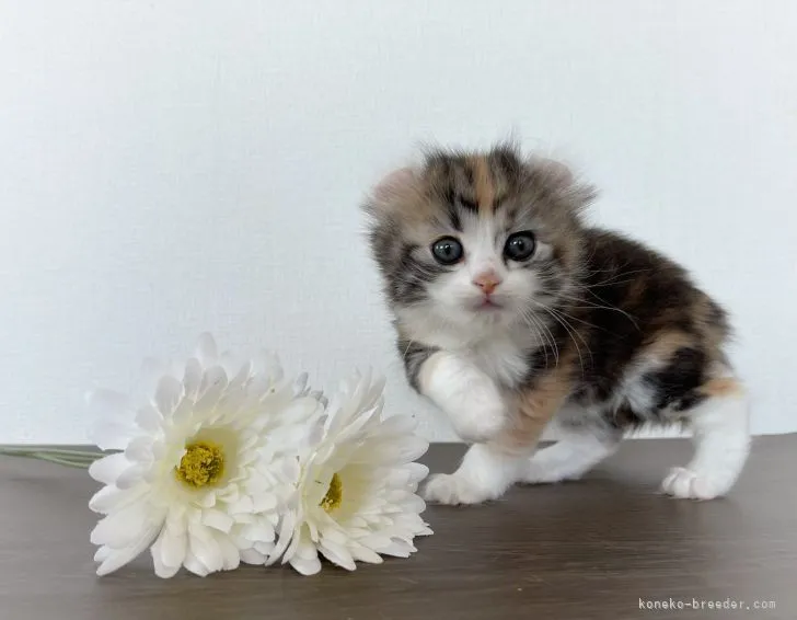 ID:2104-02359の子猫