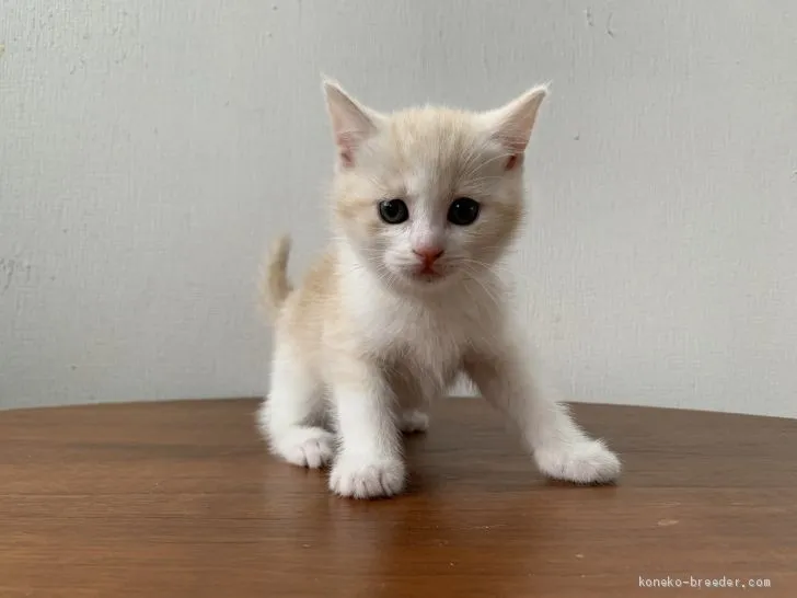 ID:2010-02188の子猫