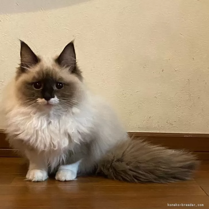 ID:2309-02554の子猫