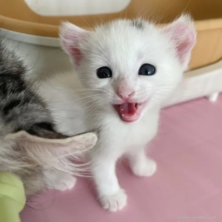 ID:2311-00596の子猫