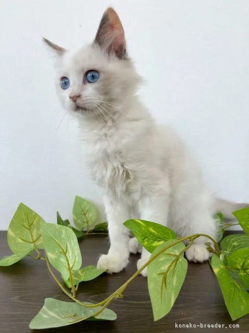 モモ 様のお迎えした子猫