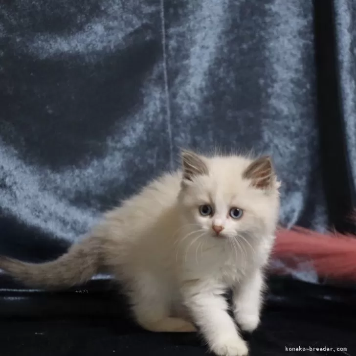ID:2401-01770の子猫