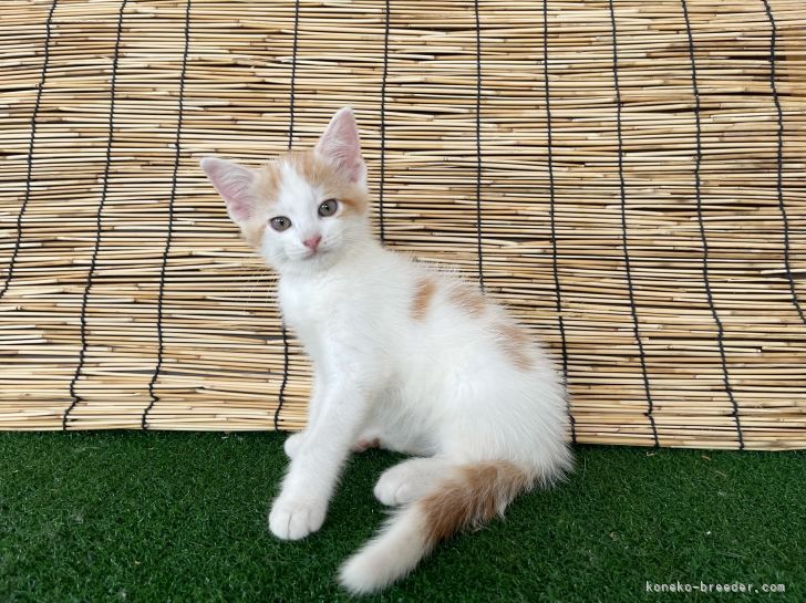 マンチカン 長足 石川県 男の子 21年6月17日 レッドタビーホワイト 水玉模様 W みんなの子猫ブリーダー 子猫 Id 2108