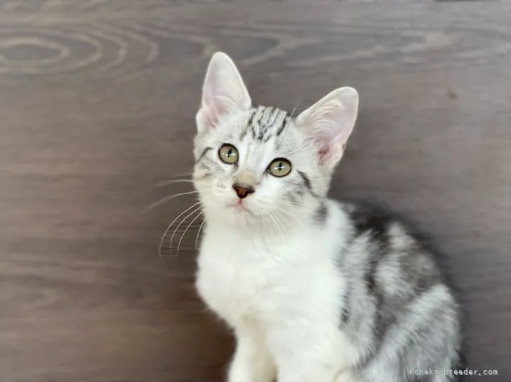 ID:2109-00509の子猫