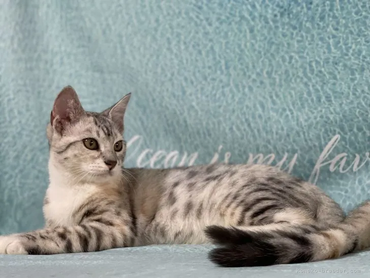 ID:2103-02023の子猫