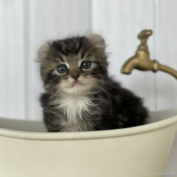 ID:2206-01043の子猫