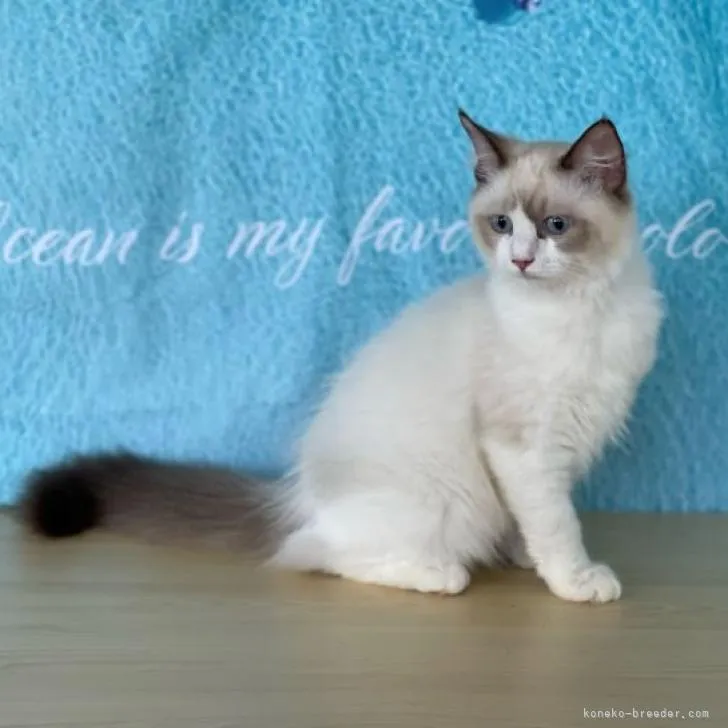 HALU 様のお迎えした子猫