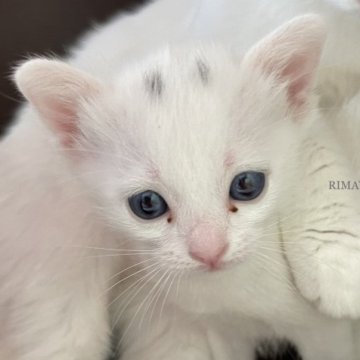 カオマニー【石川県・女の子・2023年5月9日・ホワイト&ブラック】の写真「激かわ(〃ω〃)まろ眉ちゃん！」