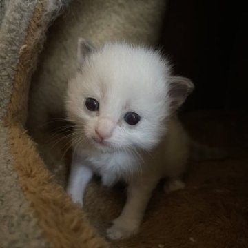 ラグドール【石川県・女の子・2023年4月1日・ブルートーティポイントバイカラー】の写真「とっても可愛いベビーちゃん！」