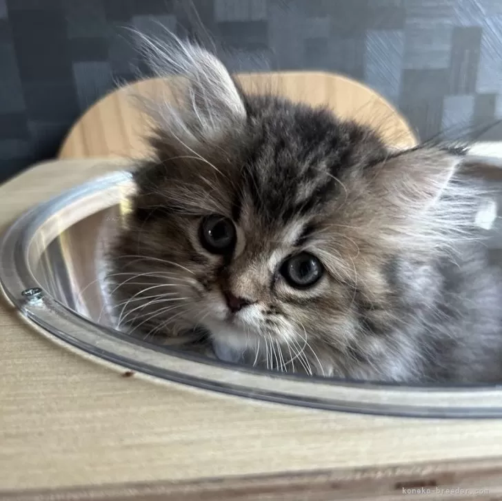 ID:2404-02163の子猫