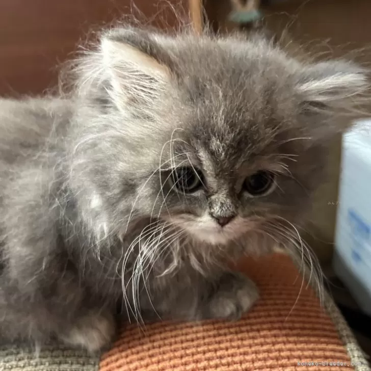 ID:2503-02733の子猫