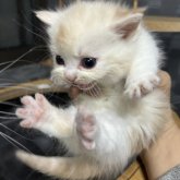 マンチカン(短足)