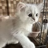 ペルシャ
