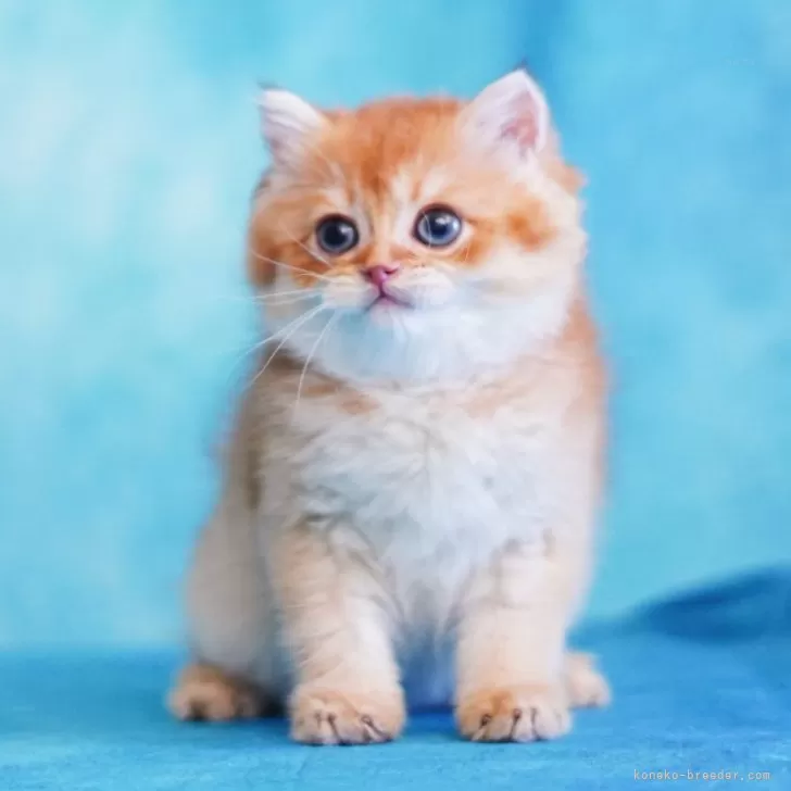 ID:2411-02808の子猫