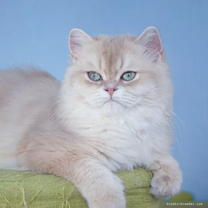 ID:2406-02373の子猫