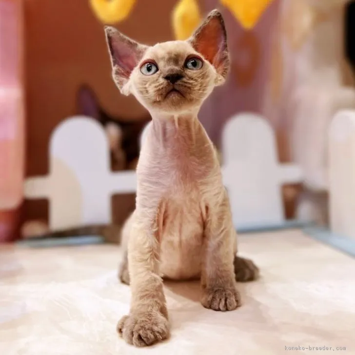 ID:2309-01864の子猫