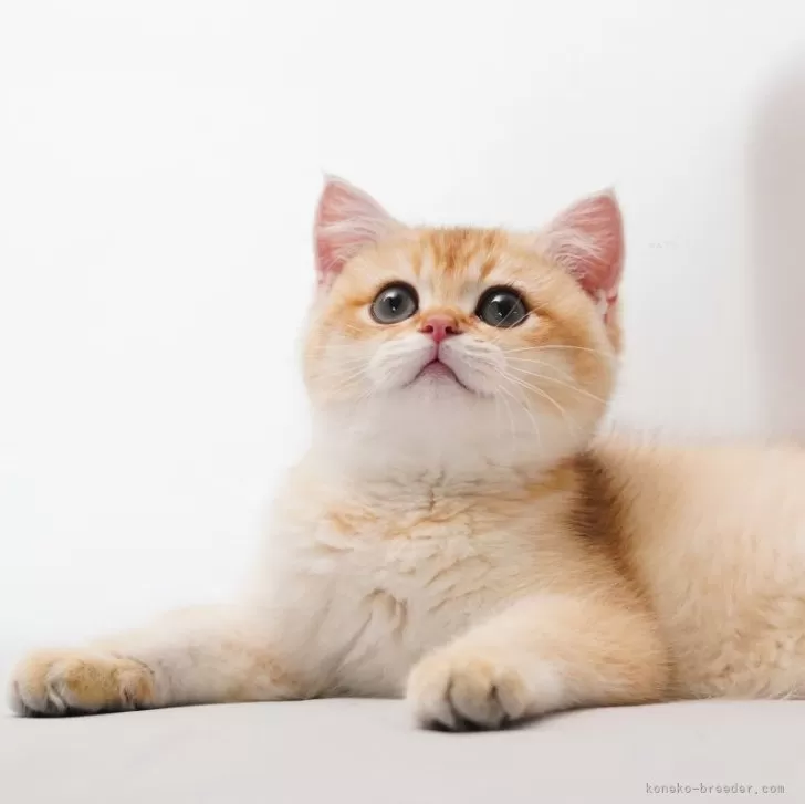 ID:2407-00915の子猫