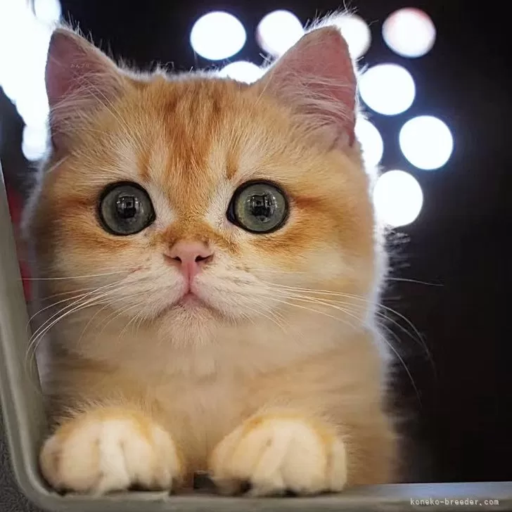 ID:2411-00508の子猫