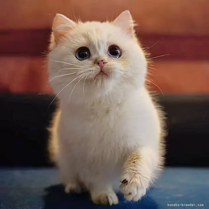 ID:2502-01151の子猫