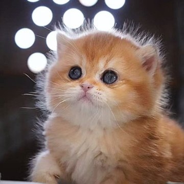 ブリティッシュショートヘア【千葉県・男の子・2025年2月14日・チョコレートゴールデンシェーデッド（柔らかくてふわふわ）】の写真「活発な性格、遊びが好きでかわいい子です。」