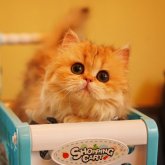 ブリティッシュショートヘア