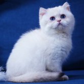 ブリティッシュショートヘア