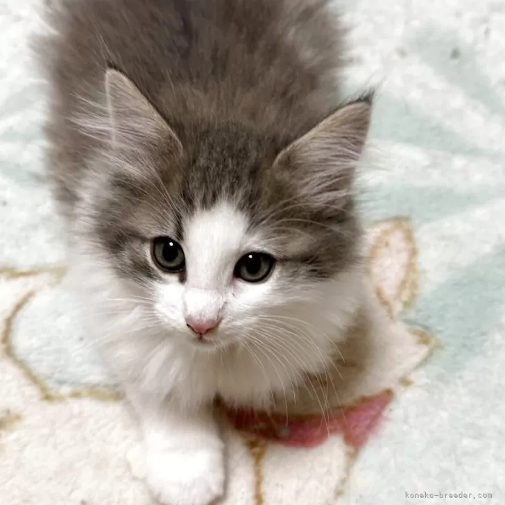 S.K 様のお迎えした子猫
