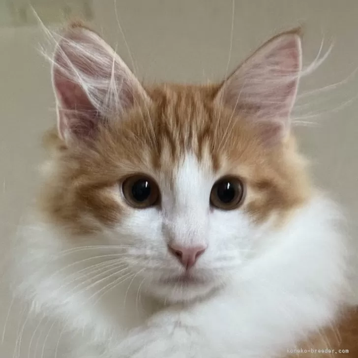 ID:2412-00209の子猫