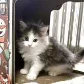 ノルウェージャンフォレストキャット