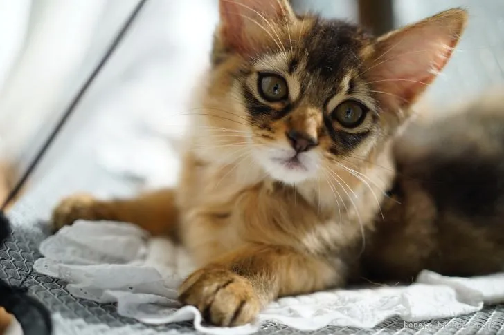 ID:2112-01248の子猫