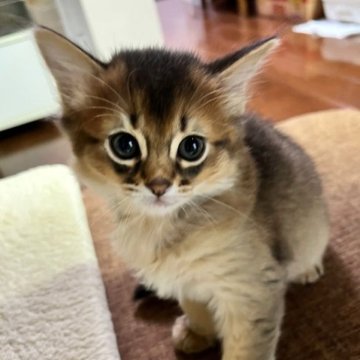 ソマリ【神奈川県・男の子・2023年1月5日・ルディ（ロング）】の写真「容姿端麗◎同じペアの兄弟猫はキャットフードのモデル」