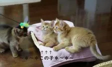 ソマリ【神奈川県・女の子・2021年9月8日・レッド】の写真2「兄弟・姉妹たちと日々精進しております＾＾」