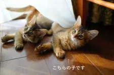 ソマリ【神奈川県・男の子・2021年9月8日・ルディ】の写真4「一緒に生まれた子たちと、5匹一緒に走りまくって、心身ともに健康な身体作りに励む日々です！」