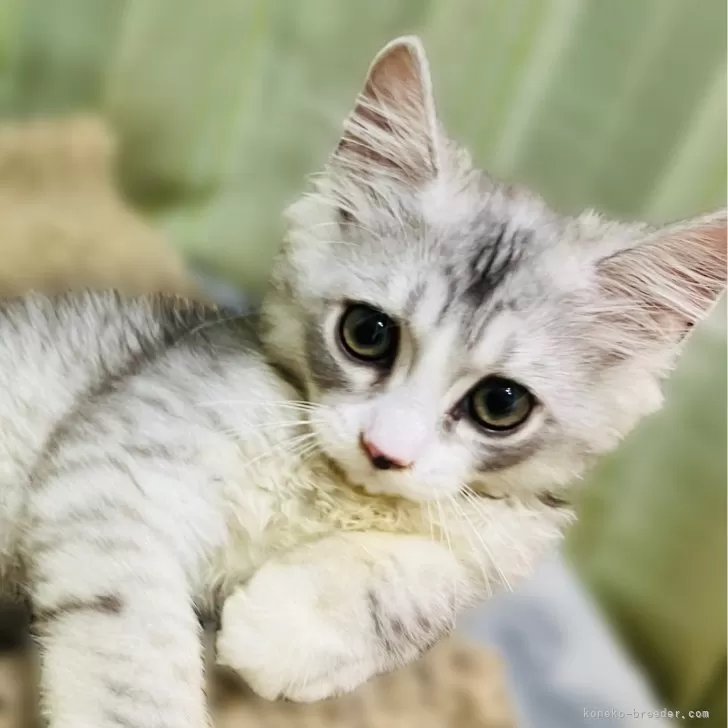 ID:2406-02002の子猫