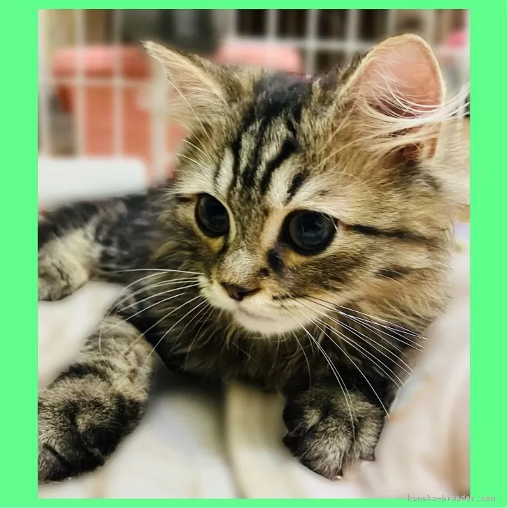 ID:2403-01870の子猫