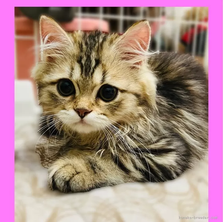 ID:2403-01458の子猫