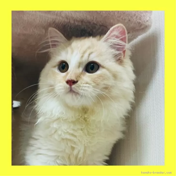 ID:2501-00897の子猫