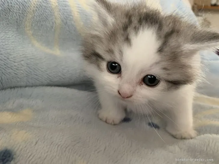 ID:2105-00891の子猫
