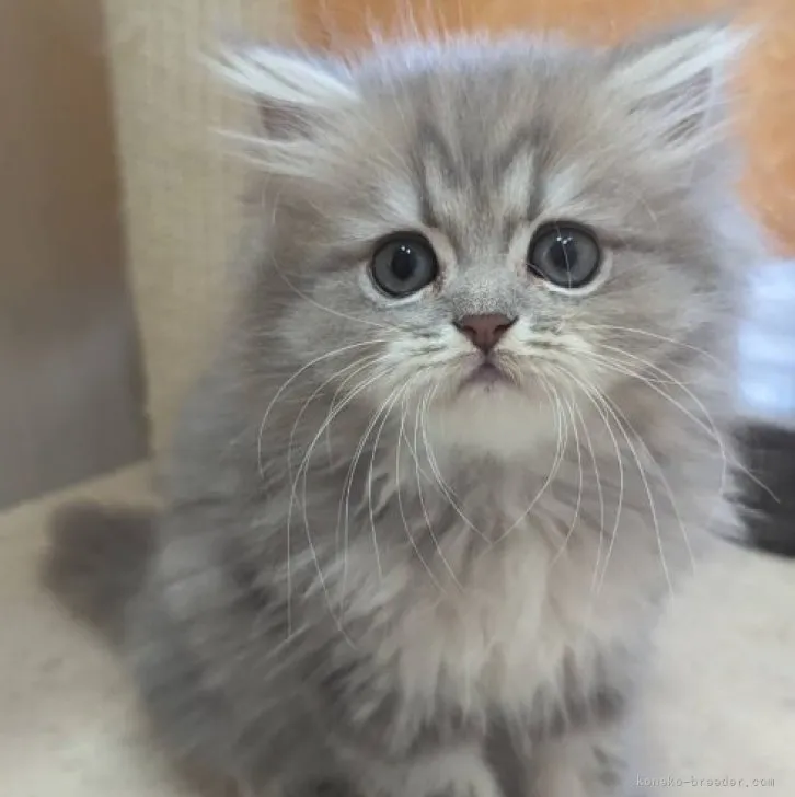 ID:2304-03619の子猫