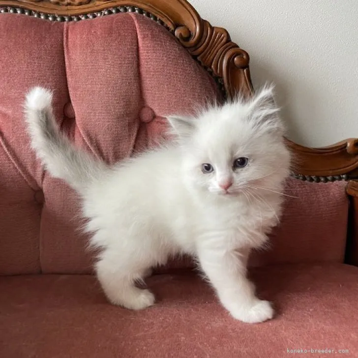 ID:2303-02261の子猫